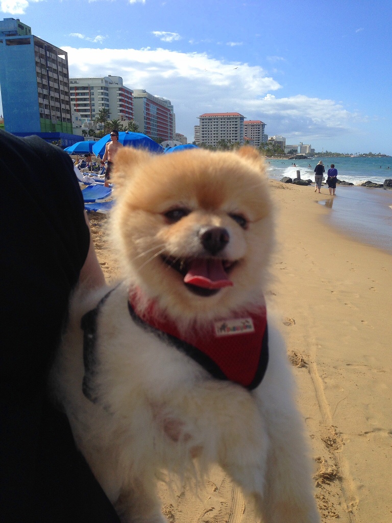 Sammy sharing some beach time 